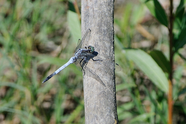 ID Orthetrum cancellatum maschio ??